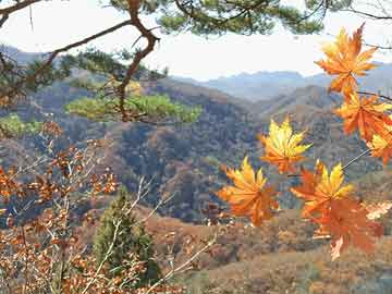 澳門正版大全免費(fèi)資,澳門正版大全，探索與體驗(yàn)的免費(fèi)資源